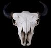 Great American Montana Trophy Buffalo Skull
