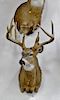 Whitetail deer buck taxidermy shoulder mount, 12 point with kickers with kickers, about 150 class rack. dp. 27 in.