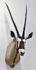 Large Kudu African taxidermy, shoulder mount. dp. 32 in.