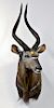 African Nyla trophy taxidermy, shoulder mount. dp. 26 in.