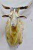 Taxidermy shoulder mount mountain goat. dp. 21 in.