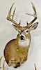 Whitetail deer buck taxidermy shoulder mount, ten point large tines 130 class. dp. 21 in.