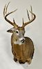 Whitetail deer buck taxidermy shoulder mount, 8 point with large tines 140 class. dp. 22 in.
