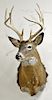 Two whitetail deer buck taxidermy shoulder mount, 9 point and 8 point. dp. each 23 in.