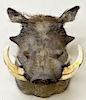Warthog taxidermy, shoulder mount with large tusks. dp. 19 1/2 in.