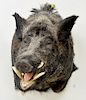 Wild boar shoulder trophy taxidermy mount with original skull, weight of original animal approximate 550 lbs. dp. 30 in.