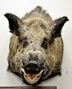 Wild boar shoulder trophy taxidermy mount with original skull, original animal weight approximately 600 lbs. dp. 29 in.