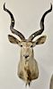 Large African Kudu shoulder taxidermy mount. dp. 33 in.
