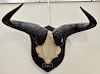 Two large horn taxidermy mounts, cape buffalo, dp. 13 1/2 in., and a wildebeest, dp. 12 in.