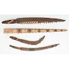 Gilbert Islands Shark Tooth Daggers