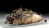 Egyptian Mummified Ibis - ex-Royal Athena