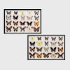 Set of Forty Butterfly Specimens