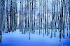 Peter Lik (b. 1959) "Moonlit Birches"