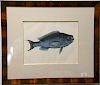 Mark Catesby (1679-1749), 
pair of hand colored copper plate engravings of fish, 
(1) Aurata T16; 
(2) Novacula T18, 
framed and mat...