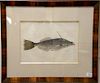 Mark Catesby (1679-1749), 
pair of hand colored copper plate engravings of fish, 
(1) Solea Lunata T27; 
(2) Unicornis Piscis T19, 
...