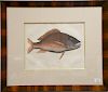 Mark Catesby (1679-1749), 
pair of hand colored copper plate engravings of fish, 
(1) Anthea T25; 
(2) Perca Rubra T3, 
framed and m...