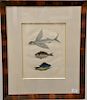 Mark Catesby (1679-1749), 
pair of hand colored copper plate engravings of fish, 
(1) Umbla Mino, Vulpis Bahamentis T1; 
(2) Hirundo...