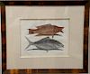 Mark Catesby (1679-1749), 
pair of hand colored copper plate engravings of fish, 
(1) Bagre T23; 
(2) Turdus Flavus T11, 
framed and...