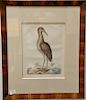 Mark Catesby (1679-1749), 
pair of hand colored copper plate engravings, 
(1) The Blew Heron T76; 
(2) The Brown Biltern T78 Ardea S...