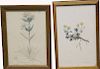 (2) Antique Framed Botanical Prints