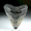 Large / Beautiful Fossilized Megalodon Tooth