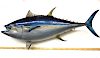 Trophy Atlantic Blue Fin Tuna Mount Over 9 Foot