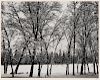Ansel Adams (American, 1902-1984)  Young Oaks, Winter