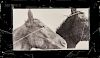 Doug and Mike Starn (American, b. 1961)  Horses