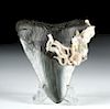 Atlantic Megalodon Tooth w/ Shell Fossils