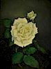Hermann Murphy O/B White Rose Still Life Painting