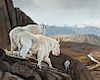 Grant Hacking (b. 1964) On the Verge - Mountain Goats