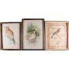 Three watercolors of birds.