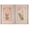 A pair of framed botanicals.