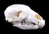 Montana Black Bear Taxidermy Skull