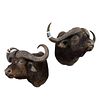 Pair mounted African water buffalo trophies