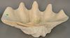 Giant natural clam shell. ht. 10 in., lg. 23 1/2 in.