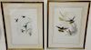 Set of four Gould & Richter hand painted hummingbird chromolithographs, lithographed by Hullmandel & Walton. "Calypte Annae", "Aglea...