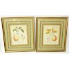 Two (2) Antique Botanical Color Engravings. Unsigned. Toning. Measures 8-1/4" x 6-1/4", frames meas