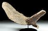Triceratops Partial Head Plate Fossil w/ Brow Horn