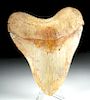 Rare & Huge White Chilean Megalodon Tooth