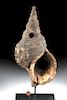 19th C. Papua New Guinea Conch Shell Trumpet (Tutue)