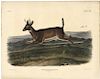 John James Audubon - Long-Tailed Deer. Plate CXVIII