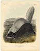 John James Audubon - Texan Skunk. Plate 53.