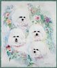 * A Watercolor depicting Bichon Frise Sheet: 22 x 18 1/2 inches.