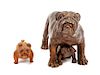 * Two English Bulldog Figures Height of taller 5 1/2 inches.