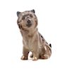 * A Royal Doulton Porcelain Cairn Terrier Height 2 1/2 inches.