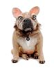 * A French Bulldog Figure Height 13 1/4 inches.