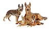 * A Group of Four Hutschenreuther Porcelain German Shepherds Width of widest 13 1/2 inches.