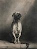 * Five Works of Art depicting Mastiffs Largest: 12 1/4 x 9 1/4 inches.