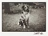 * Five Photographs depicting Dogs of Various Breeds Largest: 9 1/2 x 12 inches.